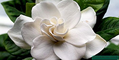 Gardenia jasmine - utunzaji wa nyumbani baada ya ununuzi