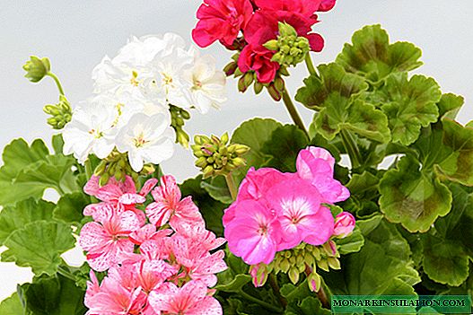 Geranium - रमाईलो फूल को लागि छँटाई, कसरी पिन्च गर्ने