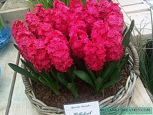 Hyacinths: voninkazo, zavamaniry, fikarakarana trano