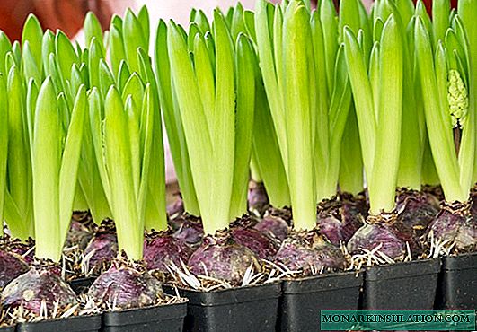 Hyacinths билинбесе: алар менен эмне кийинки
