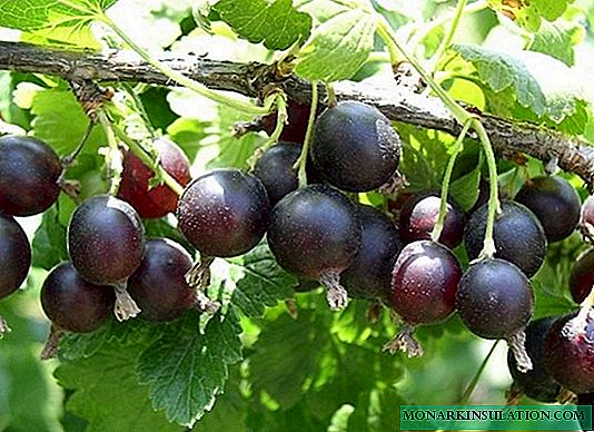 Currant thiab gooseberry hybrid - cog thiab kev saib xyuas ntawm yoshta