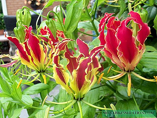 Gloriosa फूल: घर हेरचाह र रोपण उदाहरण