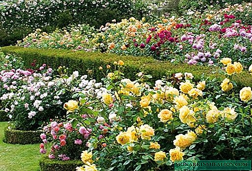 Roses Olandè - varyete, karakteristik nan ap grandi