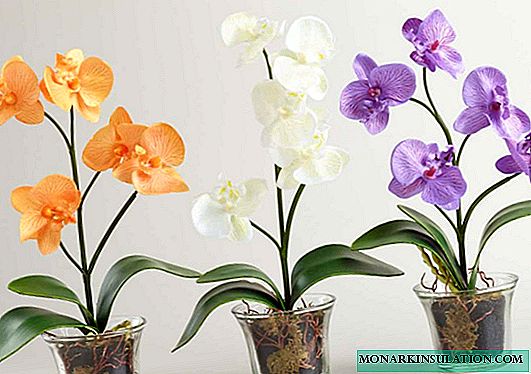 Orchideepot - wat beter is om te kies