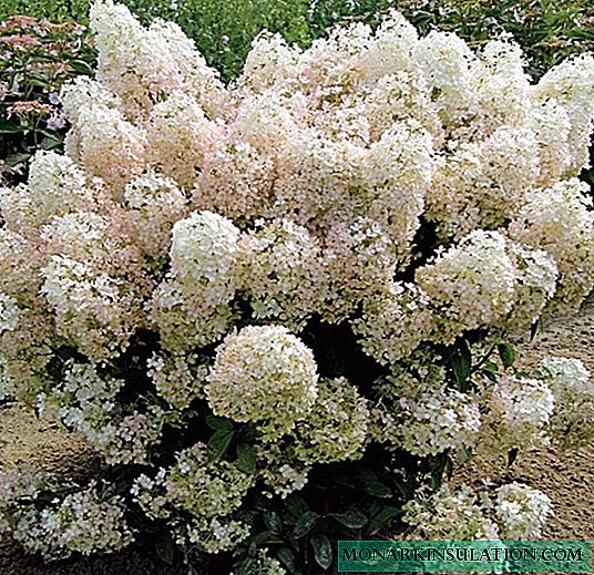 Hydrangea Bobo - 'n dwergvariëteit van paniekerige winterharde hortensia