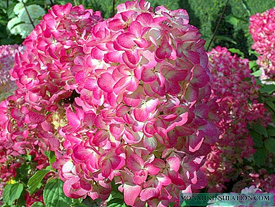 Hydrangea Алмаз Руж (Hydrangea Paniculata Diamant Rouge) - сипаттамасы