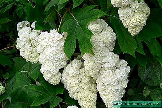 Hydrangea Dubolistnaya - variedades resistentes ao inverno, plantación e coidado