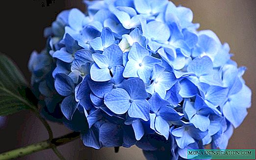Blua aŭ blua hortensio - plantado kaj prizorgado en malferma tero