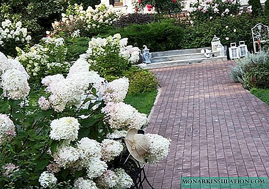 Hydrangea Grandiflora - описание, талаада отургузуу жана сактоо