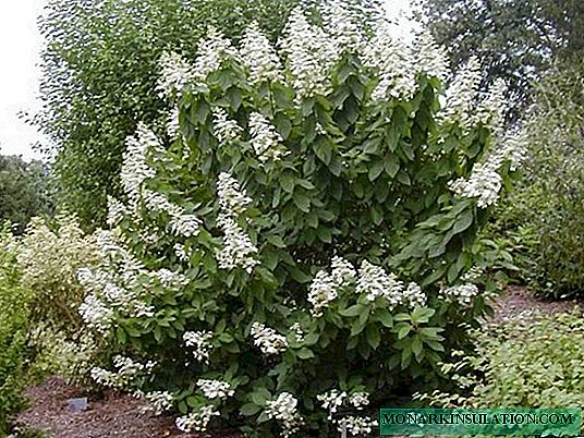 Hydrangea Levana (Levana) paniculata - nkọwa