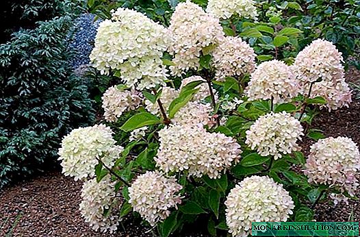 Hydrangea Little Lime panicled
