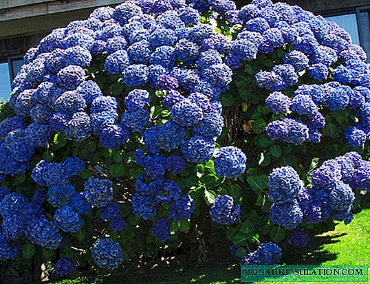 Hydrangea Nikko Blue - disgrifiad, plannu a gofal