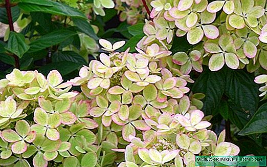Hydrangea Pastelgreen (Hydrangea Paniculata Pastelgreen)