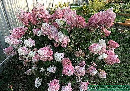Hydrangea गुलाबी लेडी (Hydrangea Paniculata गुलाबी लेडी) - वर्णन