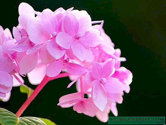 Pink hydrangea - kumaha miara hydrangea pink di kebon