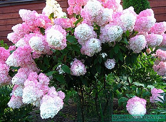 Hydrangea Sundae Fraise - Descrición da variedade e do seu cultivo