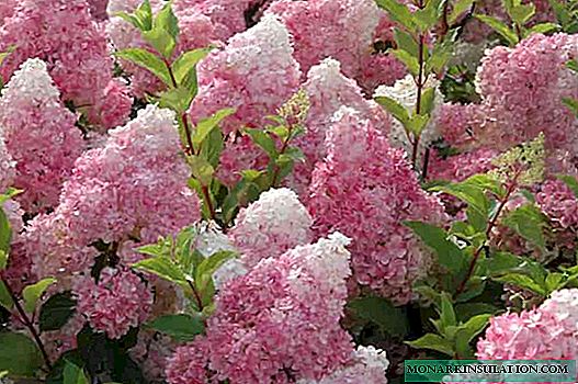 Hydrangea Strawberry Blossom (Hydrangea Paniculata Strawberry Blossom) - Priskribo