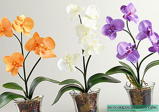 Lemah kanggo orkid: syarat lemah lan pilihan ing omah