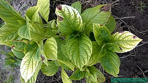 Хлороз же macrophylla Hydrangea paniculata - жана кандай мамиле кылуу керек, эмне