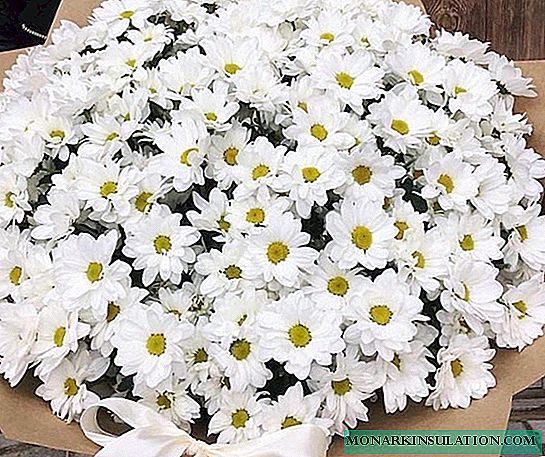 Bacardi Chrysanthemum - Penebangan luar sareng Perawatan