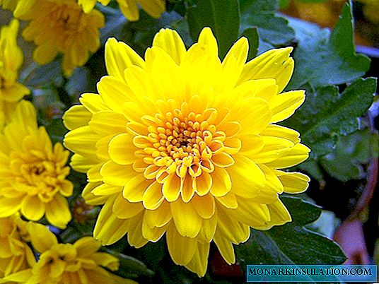 Chrysanthemum ya Hindi - sifa za aina na kukua kutoka kwa mchanganyiko wa mbegu
