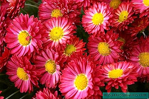 Gardd chrysanthemum - plannu ac amaethu