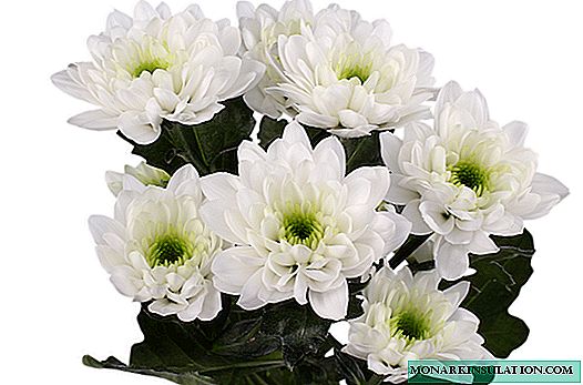 Chrysanthemum Zembla - kujdes dhe riprodhim