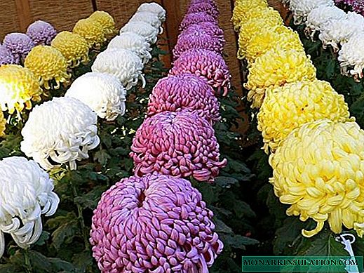 सेतो, पहेंलो chrysanthemums - प्रजाति र प्रजातिहरूको वर्णन