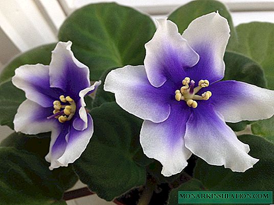 Humako pulgadas violeta - características da planta