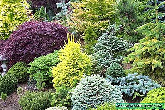 ဥယျာဉ်တော်ဘို့ coniferous ချုံဖုတ် - အလှဆင်ချုံဖုတ်၏အမည်များ