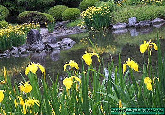 Iris kënetë, mjekër, japoneze, varietale Hollandeze