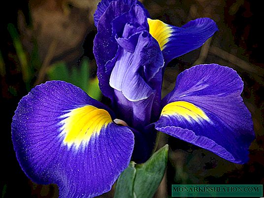 I-Iris imbali - izinhlobo zezitshalo zokuhlobisa