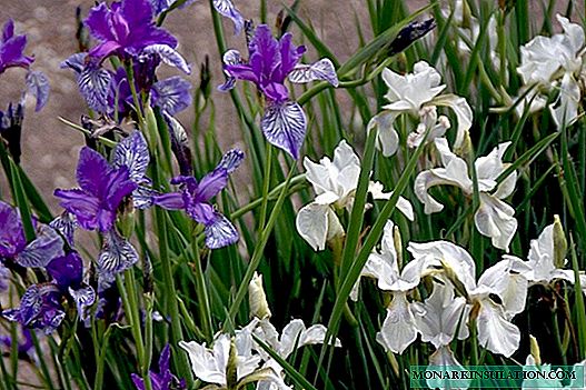 Iris Siberia - penanaman sareng perawatan di tempat kabuka
