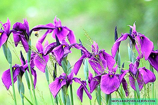 Iris - plante ak swen nan tè a louvri