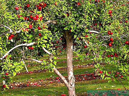 Si të merreni me aphids në pemët frutore