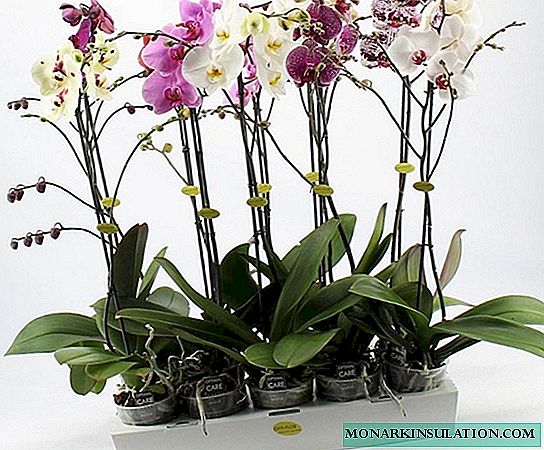 Ungakhula kanjani izimpande ku-orchid: izinketho ngenhla kwamanzi nasekhaya