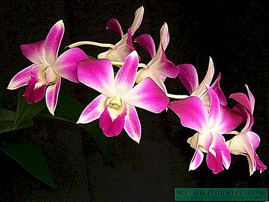 Kiel planti infanan orkideon: ebloj hejme