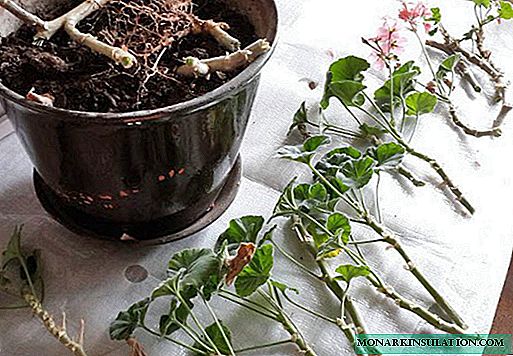 Hoe u geranium oorplant, hoe om 'n blom stap vir stap te plant