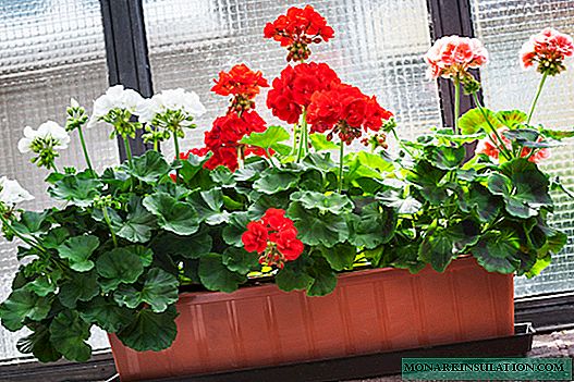 Hoe u geranium uitplant - stap-vir-stap-aanwysings tuis en op straat
