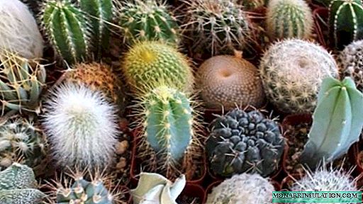 Kumaha carana janten transplantasi kaktus: pilihan di bumi