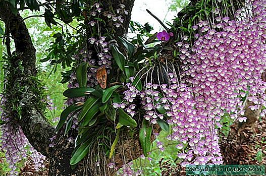 Kumaha carana ngaluncurkeun orkid: pitunjuk-demi-hambalan di bumi
