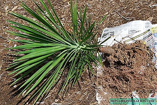 Cara pindhah yucca: pilihan tanah lan pilihan potongan