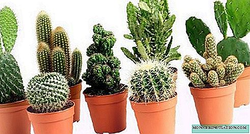 Giunsa ang pagtanum sa cactus: mga pananglitan sa balay