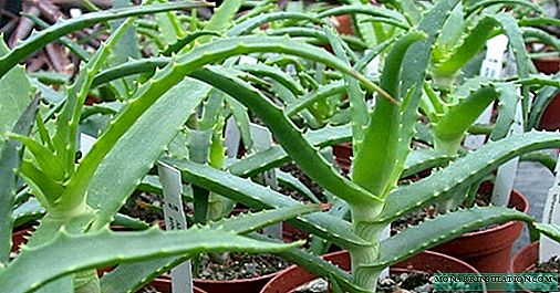 Aloe verani qanday ko'paytirish kerak: so'qmoqlar va boshqa usullar bilan misollar