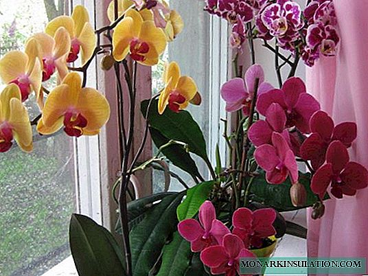 Sida loo faafin karo orchid guriga: lugta iyo xulashooyinka kale