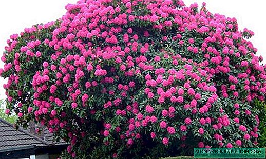 Quam ut propagare rhododendron: incisiones sunt in regionem suam