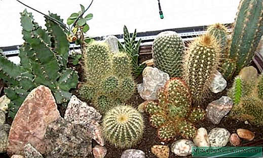 Kumaha miara kaktus: conto di bumi
