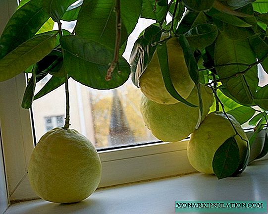 Үйде лимон ағашын қалай өсіру керек