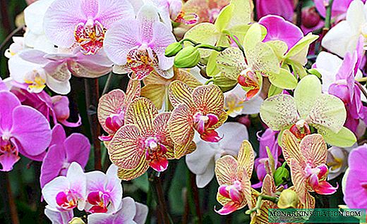 Me pehea te tango i tetahi kopere mai i te orchid: nga kohinga whakawhiti me nga tauira i te kaainga