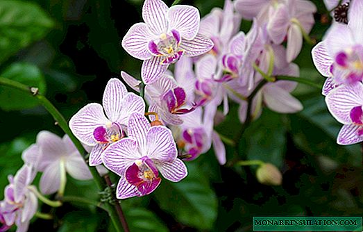 Wéi eng Orchidee Bléi doheem ze maachen
